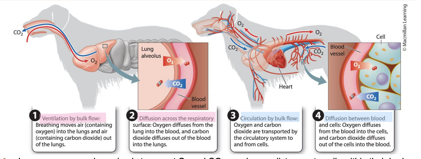 <ul><li><p>Surfaces in the body where diffusion occurs like lungs and intestines, have high surface area to volume ratios.</p></li><li><p><span style="background-color: inherit; line-height: 19.55px; color: windowtext;">Lung: interface to exchange gas form air to lung tissue</span><span style="line-height: 19.55px; color: windowtext;">&nbsp;</span></p><ul><li><p class="Paragraph SCXO152466703 BCX0" style="text-align: left;"><span style="background-color: inherit; line-height: 19.55px; color: windowtext;">Gas exchange takes place form blood in lung and air -> dissolved oxygen in blood needs to go to the rest of the body part -></span><span style="line-height: 19.55px; color: windowtext;">&nbsp;</span></p></li></ul></li></ul><p></p>