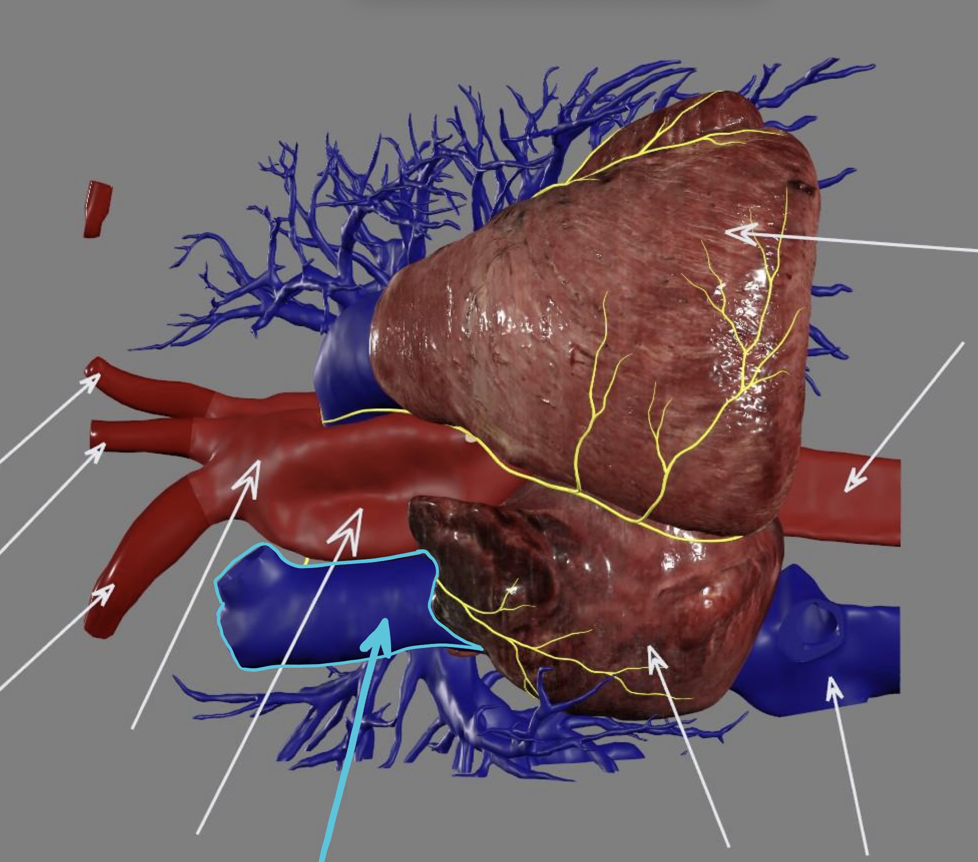 <p><strong><u>right atrium</u></strong> <strong>inflow</strong></p>
