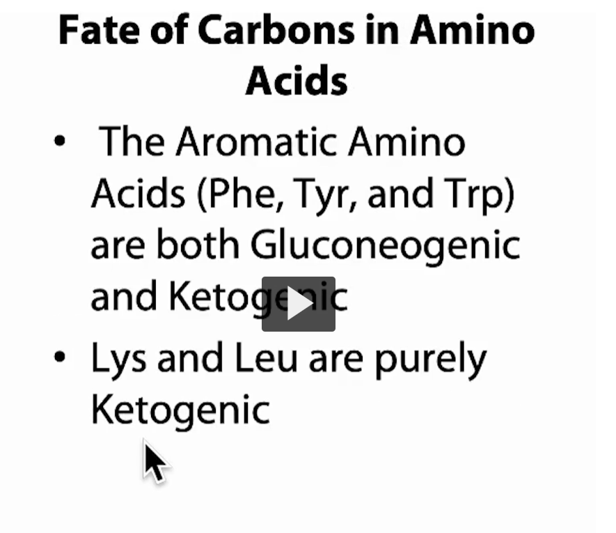 <p>This slide is about <strong>what the carbon skeletons of amino acids become after you remove nitrogen</strong> (via transamination/deamination).</p><div data-type="horizontalRule"><hr></div><p>Big idea</p><p>Once the <strong>amino group (NH₃)</strong> is removed, the<strong> leftover carbon skeleton</strong>:</p><ul><li><p>either helps make <strong>glucose → “gluconeogenic”</strong></p></li><li><p>or helps make <strong>ketone bodies / fat → “ketogenic”</strong></p></li></ul><div data-type="horizontalRule"><hr></div><p>1. Gluconeogenic vs Ketogenic (core distinction) <strong>Gluconeogenic amino acids</strong></p><p>Become <strong>intermediates </strong>like:</p><ul><li><p>pyruvate</p></li><li><p>oxaloacetate</p></li><li><p>α-ketoglutarate</p></li><li><p>succinyl-CoA</p></li></ul><p>These can go → <strong>gluconeogenesis → glucose</strong></p><div data-type="horizontalRule"><hr></div><p><strong>Ketogenic amino acids</strong></p><p>Become:</p><ul><li><p><strong>acetyl-CoA</strong></p></li><li><p><strong>acetoacetate</strong></p></li></ul><p>These go → <strong>ketone bodies or fatty acids</strong>, NOT glucose</p><p>Why not glucose?<br>Because acetyl-CoA <strong>carbons</strong> are <strong>lost as CO₂ in the TCA cycle</strong>, so there’s no net glucose production.</p><div data-type="horizontalRule"><hr></div><p>2. Aromatic amino acids (Phe, Tyr, Trp)</p><p>These are <strong>both gluconeogenic AND ketogenic</strong>.</p><p><span data-name="point_right" data-type="emoji">👉</span> Why?</p><p>Because when they break down, they produce <strong>two types of products</strong>:</p><ul><li><p><u>Some carbons</u> → <strong>TCA intermediates → glucose</strong></p></li><li><p><u>Some carbons</u> → <strong>acetyl-CoA / acetoacetate → ketones</strong></p></li></ul><p>So they “split” into both pathways.</p><div data-type="horizontalRule"><hr></div><p>3. <strong>Lysine</strong> & <strong>Leucine</strong> (special case)</p><p><strong>Purely ketogenic</strong></p><p>They break down ONLY into:</p><ul><li><p>acetyl-CoA</p></li><li><p>acetoacetate</p></li></ul><p><span data-name="exclamation" data-type="emoji">❗</span> They <strong>cannot</strong> form glucose at all.</p><div data-type="horizontalRule"><hr></div><p>Easy way to remember</p><ul><li><p><strong>“LL = only fat”</strong><br><span data-name="point_right" data-type="emoji">👉</span> <strong>Lysine & Leucine = strictly ketogenic</strong></p></li><li><p><strong>Aromatic trio (Phe, Tyr, Trp)</strong><br><span data-name="point_right" data-type="emoji">👉</span> <strong>both</strong> (they’re versatile)</p></li></ul><div data-type="horizontalRule"><hr></div><p><span data-name="dna" data-type="emoji">🧬</span> Why this matters (clinically + MCAT)</p><ul><li><p>During <strong>fasting/starvation</strong>:</p><ul><li><p>gluconeogenic AAs → <strong>maintain blood glucose</strong></p></li><li><p>ketogenic AAs → <strong>fuel brain (via ketones)</strong></p></li></ul></li><li><p>Test favorite:<br>“Which amino acids are purely ketogenic?”<br><span data-name="check_mark" data-type="emoji">✔</span> <strong>Leucine & Lysine</strong></p></li></ul><p></p>