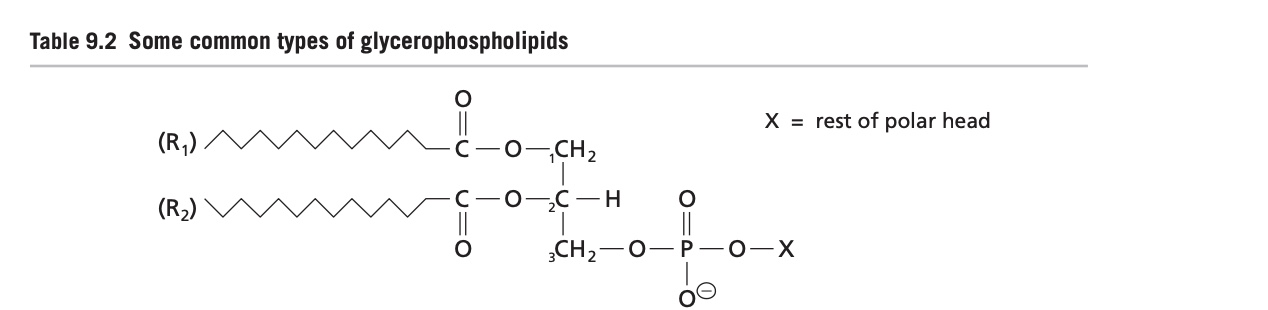 <ul><li><p>consists of TWO fatty acyl groups that are esterified to C-1 (saturated) and C-2  (unsaturated) of glycerol 3-phosphate. </p></li><li><p>They are amphiphatic molecules with a polar head and long, nonpolar tails.</p></li></ul><p></p>
