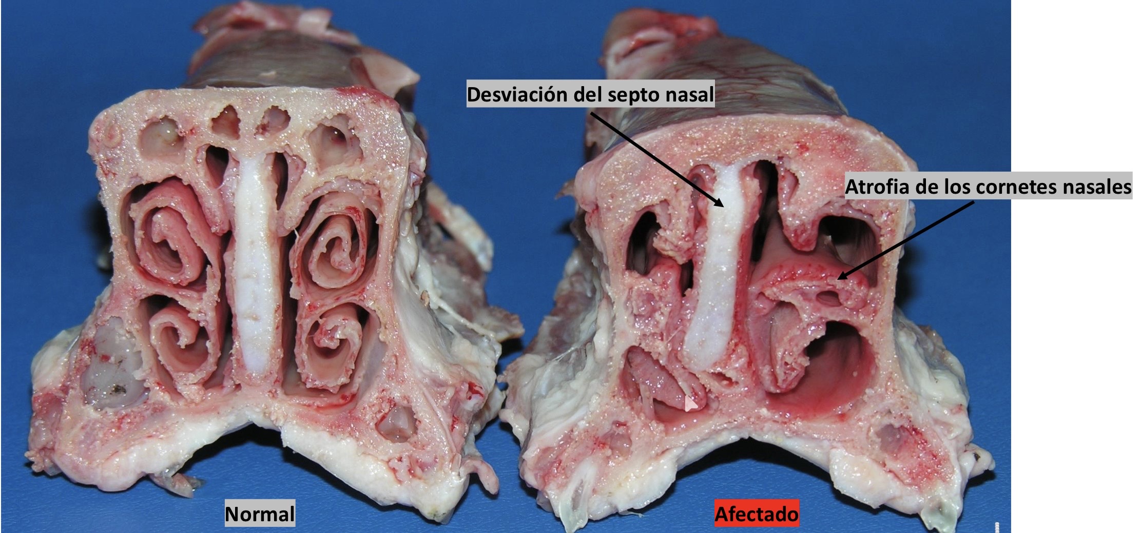<p>Patogenia </p>