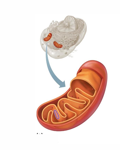 <ul><li><p>“The power house”</p></li></ul><p></p>