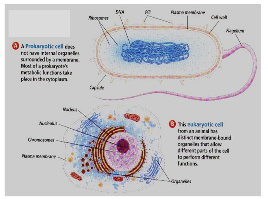 <p>Prokaryotic cells</p>