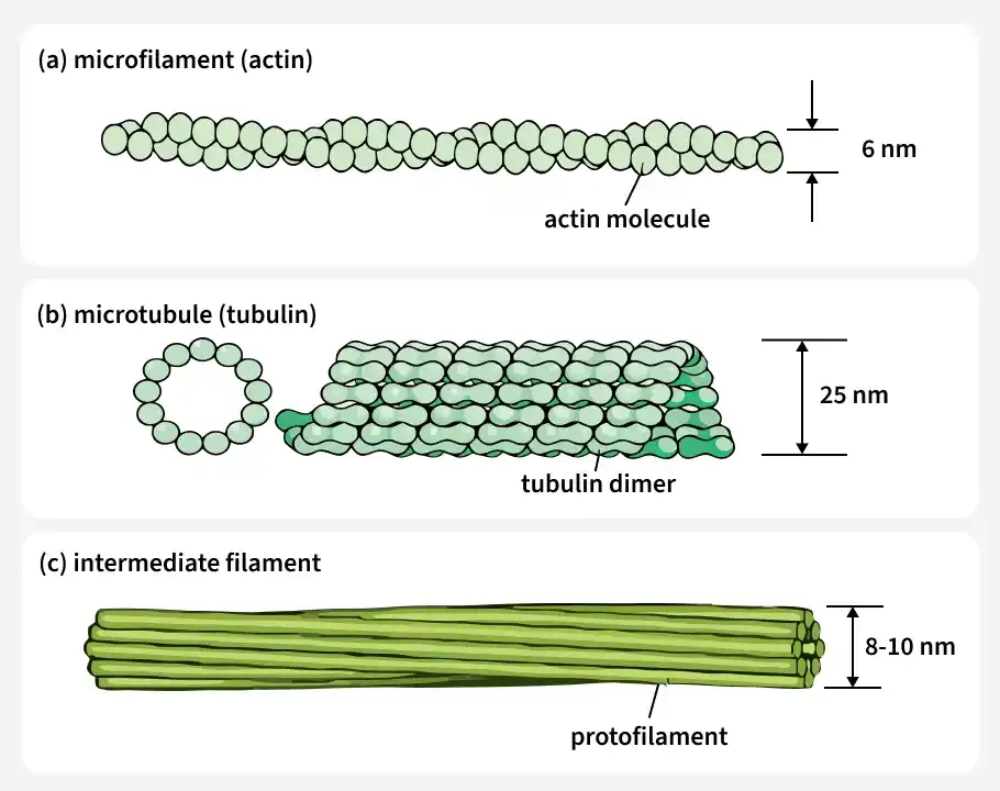 <p>Cytoskeleton (cells skeleton)</p>
