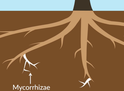 <p>Mycorrhizae = Symbiotic RELATIONSHIP between fungi and plant roots</p><p>● Fungi (hyphae) act as an extension of plant roots to increase surface area of root system</p><p>● To increase rate of uptake / absorption of water and inorganic ions like phosphate from the soil (the fungi act like a sponge and hold onto water)</p><p>● In return, fungi receive organic compounds e.g. carbohydrates (sugars), amino acids from the plant by photosynthesis</p>