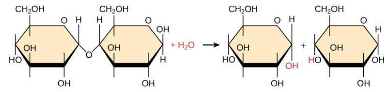 <p><span>What happens to water during hydrolysis?</span></p>