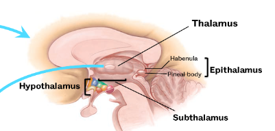 <p>hypothalamus, thalamus, subthalamus, epithalamus (made up of habenula and pineal body)</p>