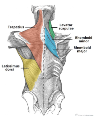 <p>Superficial muscles of the back</p>