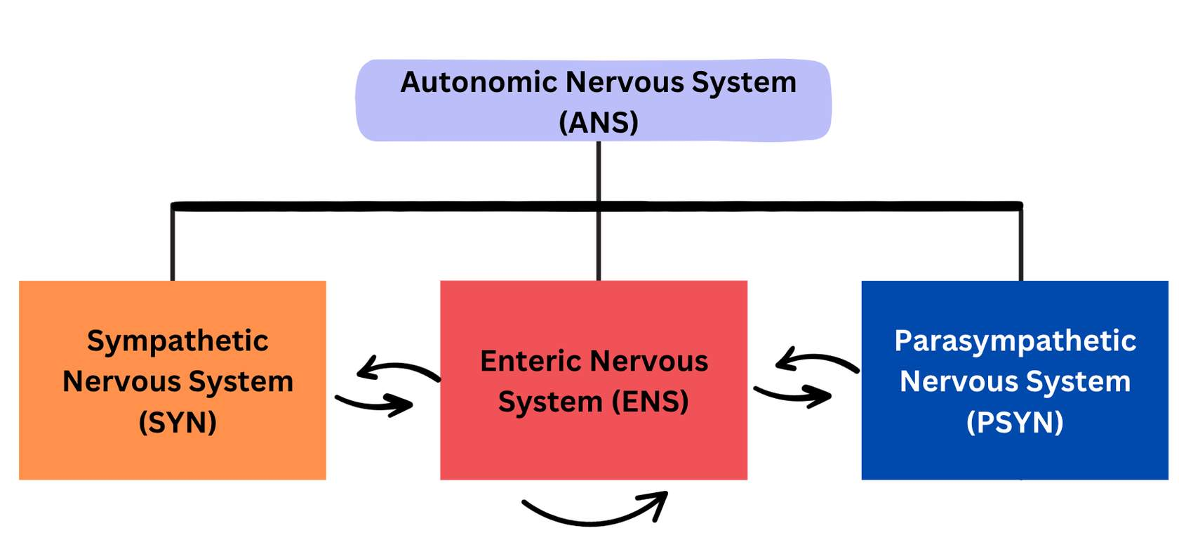 <p>the network of neurons of the ENS function as an integrating centre, similar to the brain and the spinal cord in the CNS. recall that the neuron bodies of the ENS are found in two layers of the digestive tract, the submucosal plexus and the myenteric plexus. </p>