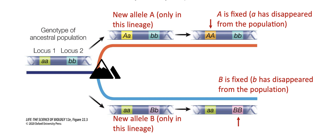<ul><li><p>The loci can experience allele fixation over time</p><ul><li><p>Loss of polymorphism (ex. AA, not Aa), resulting in a single allele in a locus (just a single A or B)</p></li></ul></li></ul><p></p>
