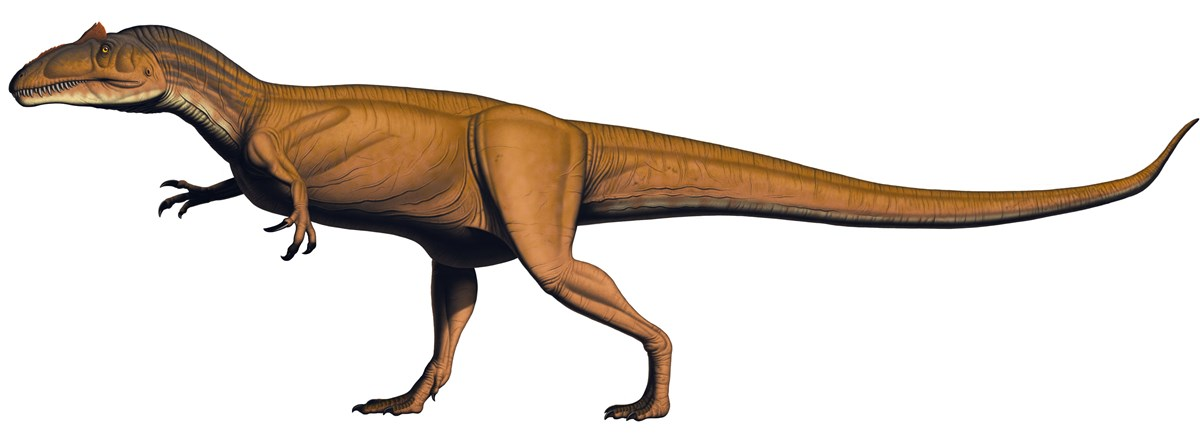 <ul><li><p><span style="background-color: transparent;">Name: beast-footed</span></p></li><li><p><span style="background-color: transparent;">Stratigraphic range: late triassic to cretaceous</span></p></li><li><p><span style="background-color: transparent;">Geographic range: every continent</span></p></li><li><p><span style="background-color: transparent;">Pedal: obligate bipedal</span></p></li><li><p><span style="background-color: transparent;">Diet: carnivores (everything)</span></p></li><li><p><span style="background-color: transparent;">Trace fossils:&nbsp;</span></p><ul><li><p><span style="background-color: transparent;">Trackways</span></p></li><li><p><span style="background-color: transparent;">Bonebeds</span></p></li><li><p><span style="background-color: transparent;">Gastroliths</span></p></li><li><p><span style="background-color: transparent;">Coprolites</span></p></li><li><p><span style="background-color: transparent;">Eggs and nests</span></p></li></ul></li></ul><p></p>