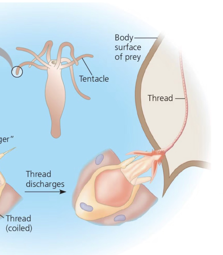 <p>Thread turns inside out and shoots out</p><p>Barbs puncture prey and thread delivers toxins to paralyze</p>