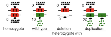<p>activity that is dominant and opposite to the wild-type function; also known as dominant negative mutations</p>