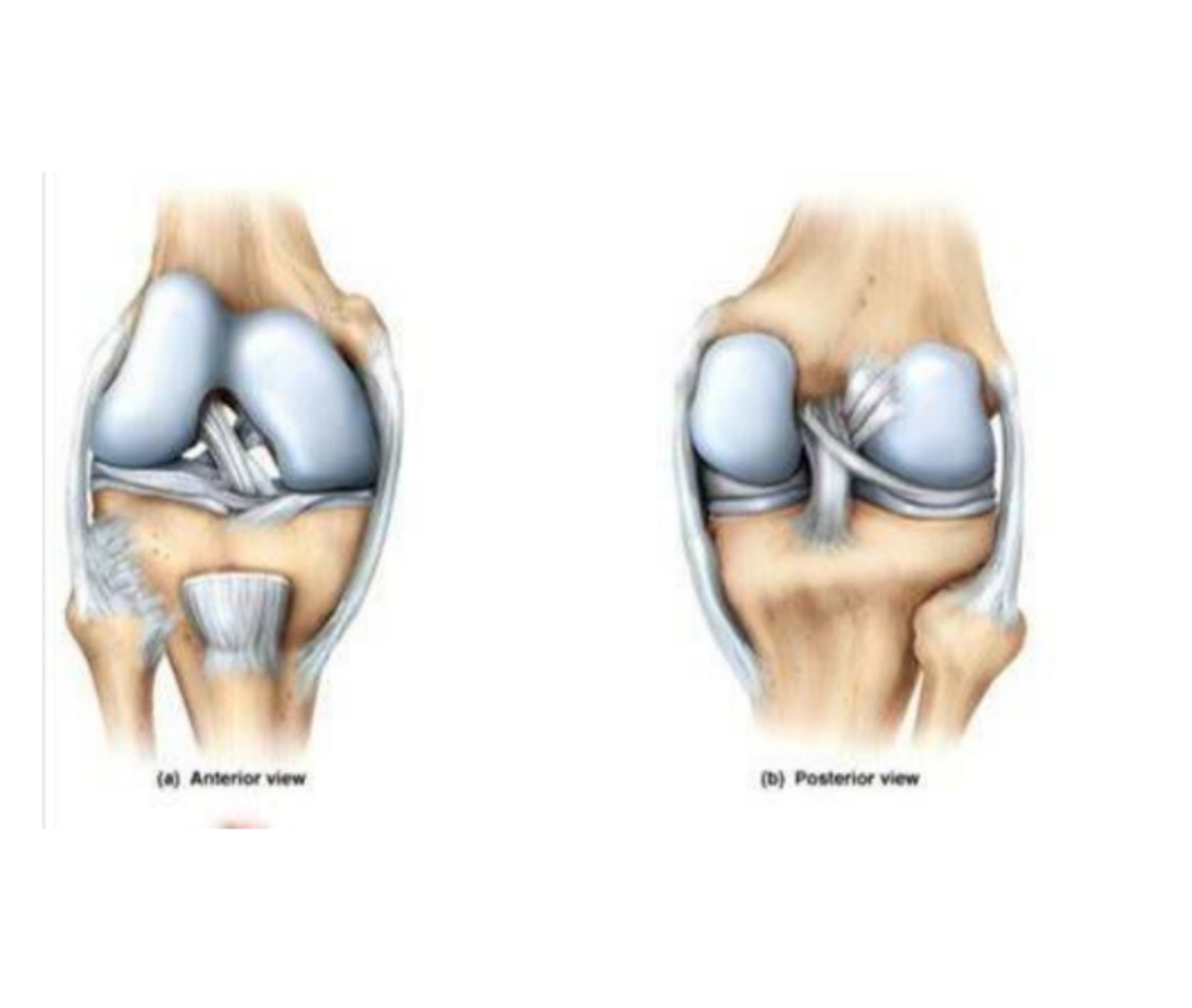 <p>Knee (Tibiofemoral) Joint Diagram (Front & Back Views)</p>