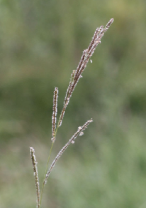 <p>Poaceae</p>