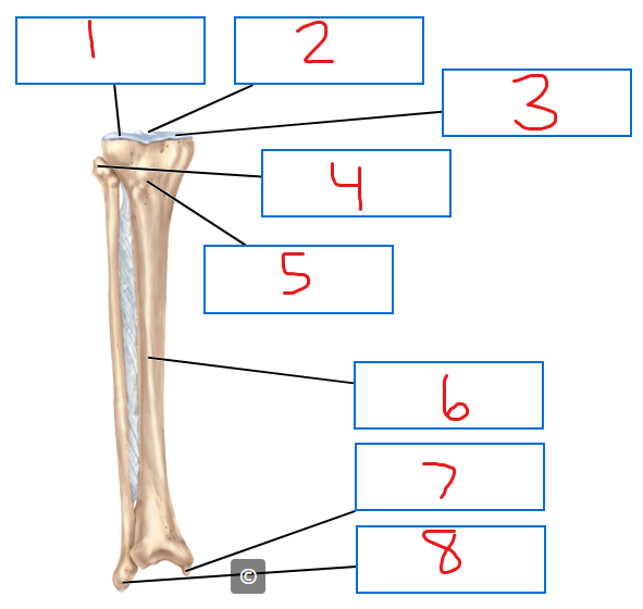 <p>7</p>