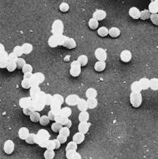 <p>what is this cell shaped called?</p>