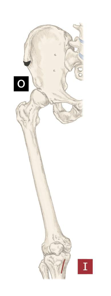 <p>Action: Felx the hip, laterally roatew hip, Abduct the hip, Flex the knee, medially rotate the flexed knee</p><p>Origin: Anterior Superior Iliac Spine (ASIS)</p><p>Insertion: Proximal, medial shaft of the tibia at pes anserinus tendon</p><p></p>