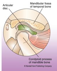<p>between the articular disc and the mandibular fossa</p>