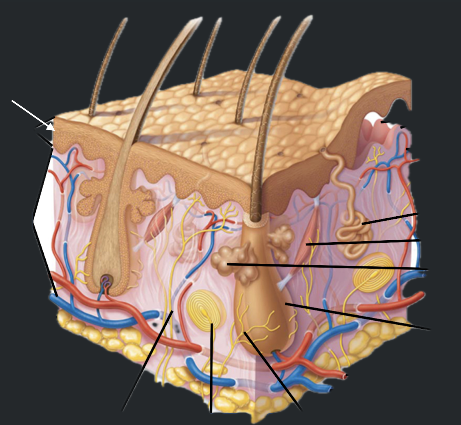 term image