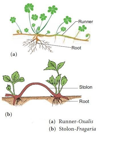 <p>Horizontal stems, either aboveground or underground, with longer internodes and smaller diameter that can produce asexual plantlets. <br><br>Similar but different to runners</p>