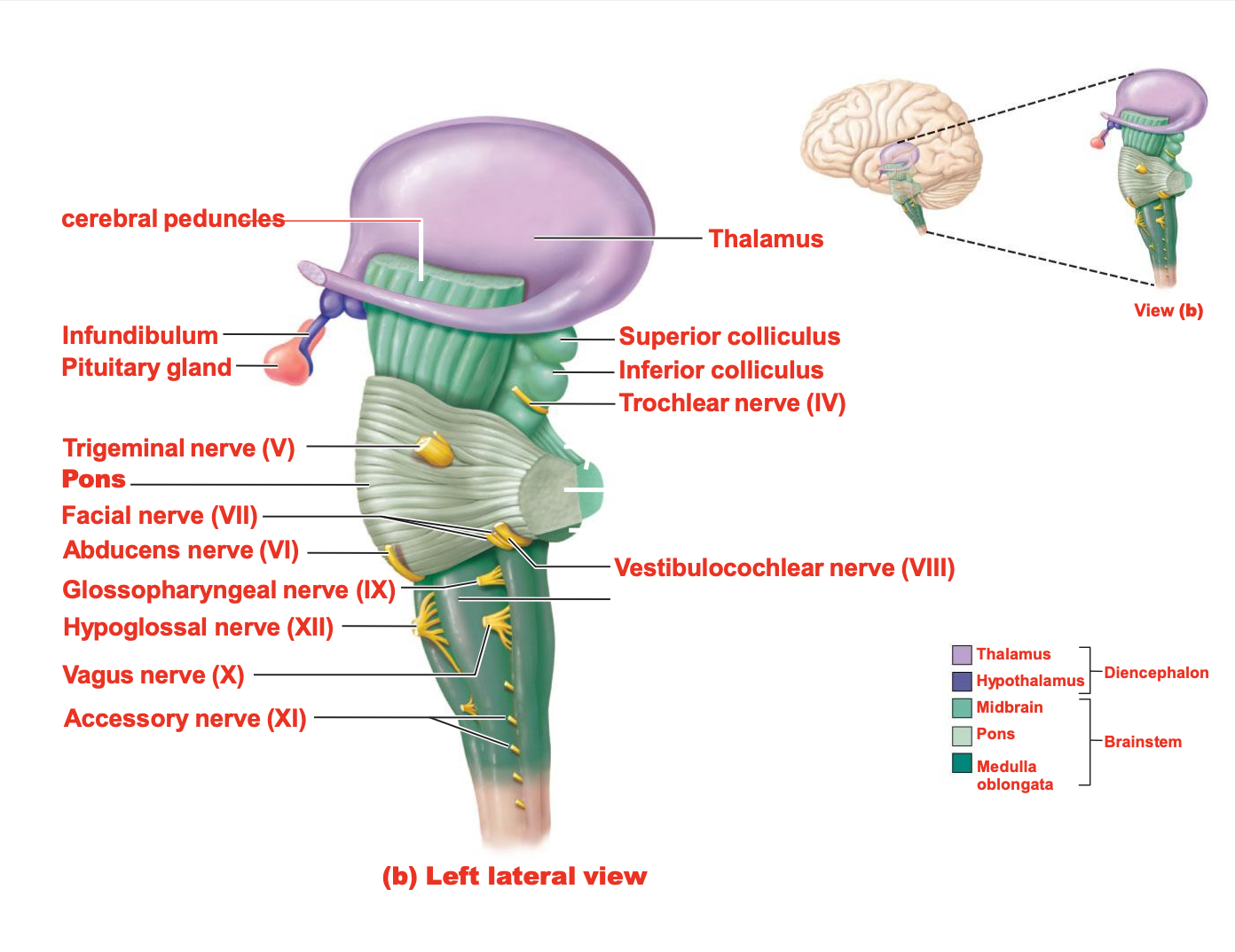 <p>Inferior Colliculus</p>