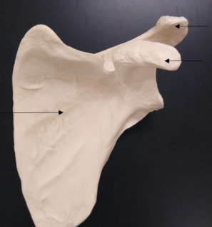 <p>What is this bone? (below the acromial process)</p>