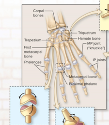 <p>saddle shaped articular surface on one bone closely interfaces with a saddle-shaped surface on another (ex articulation between carple bone and metacarpal)</p>