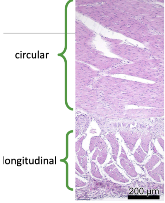 <ol><li><p>Circular smooth muscle</p></li><li><p>Longitudinal smooth muscle</p></li></ol><p></p><p></p>