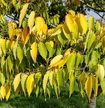 <p>(Japanese)Zelkova</p>