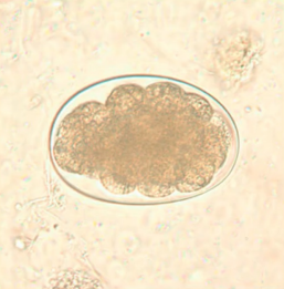 <p>what egg</p>