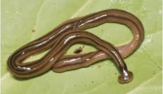 <p>triploblastic; acoelomates; tissues arranged into organ systems; bilateral symmetry; have cephalization; have a gastrovascular cavity; they are otherwise known as “flatworms”</p><p>(ex: planarians, flukes, tapeworms)</p>