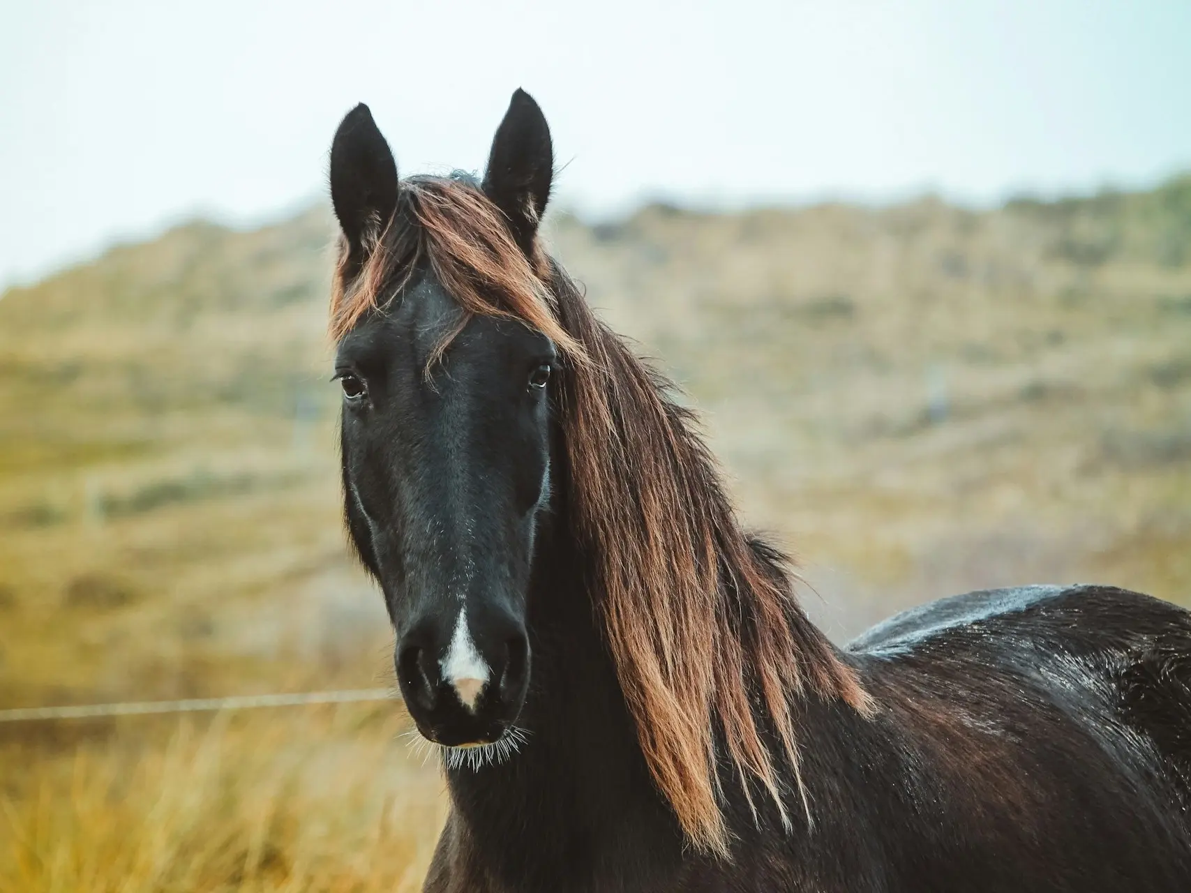<p>horse face marking</p>