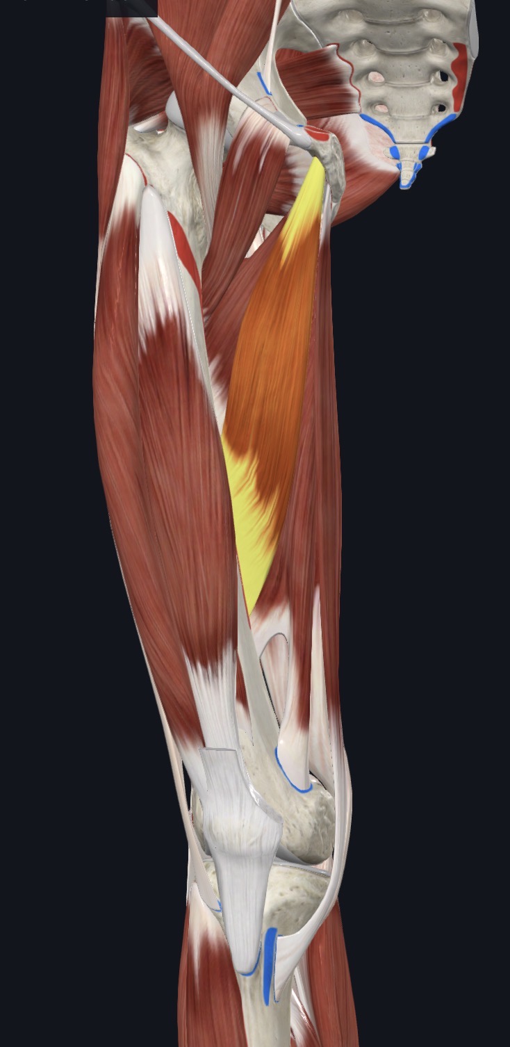 <p>Medial Thigh</p>