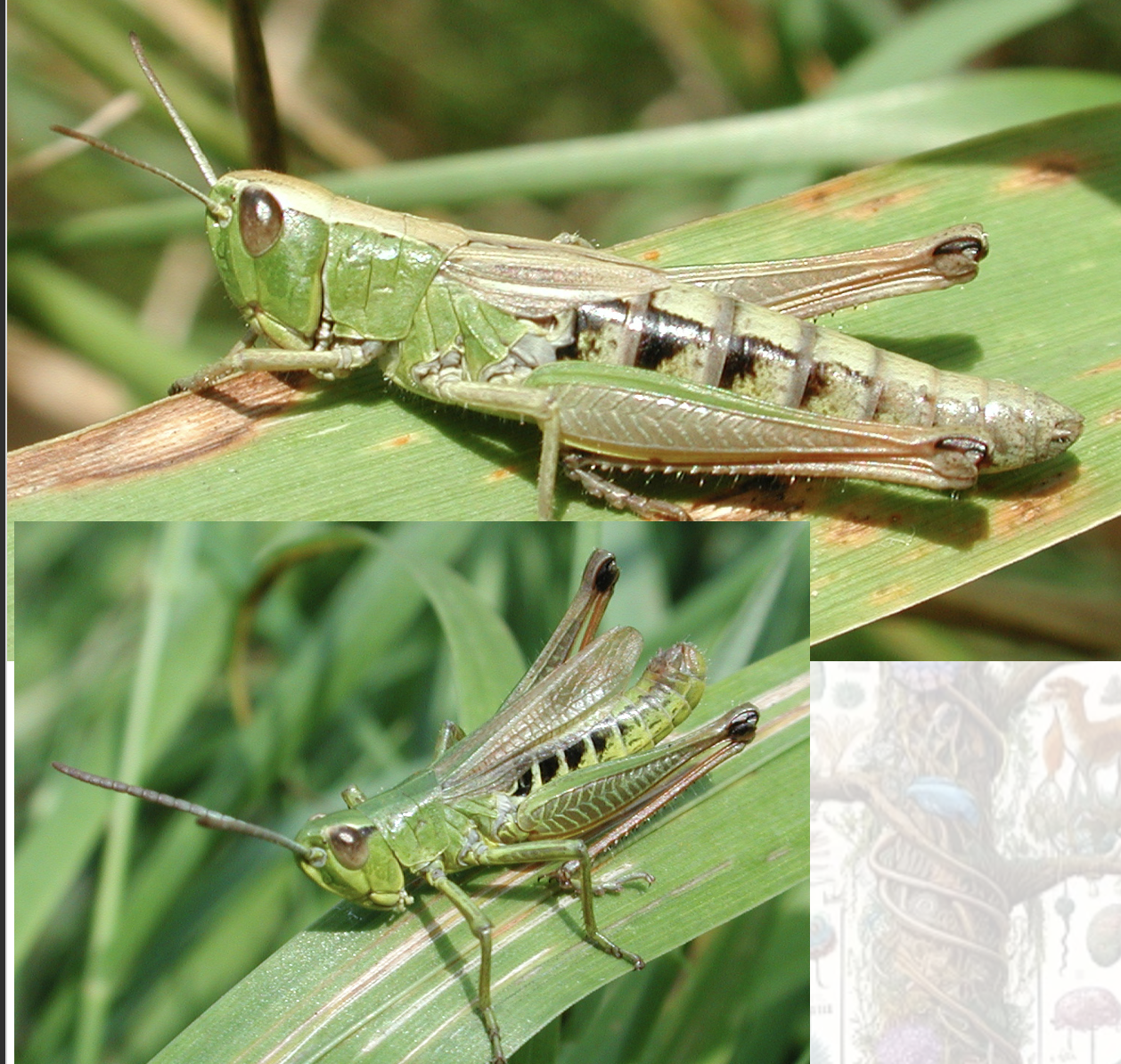 <p>Latin, magyar, védett?</p>