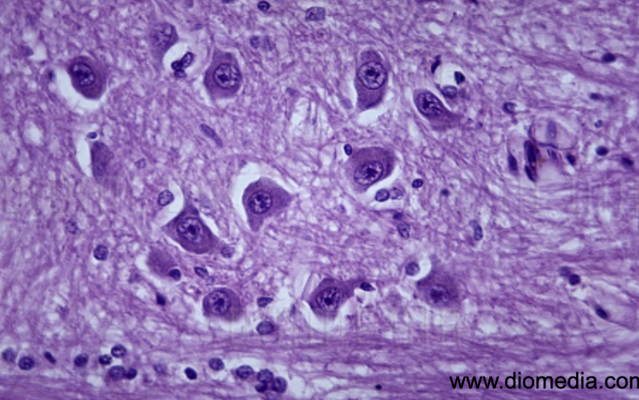 <p>What is this an image of?</p>