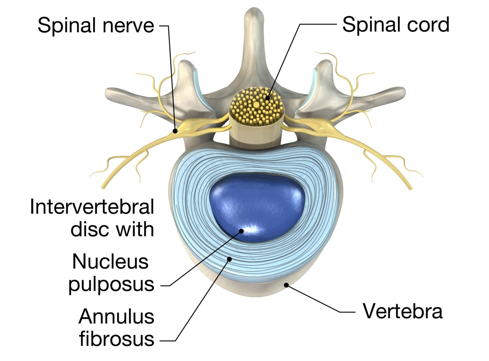 <p><span>highly organized, fiber-reinforced, layered</span><strong><span> fibrocartilage</span></strong><span> that constitutes a critical component of the</span><strong><span> intervertebral disc</span></strong><span> in the spine</span></p><p><strong><span>type i</span></strong><span> collagen</span></p>