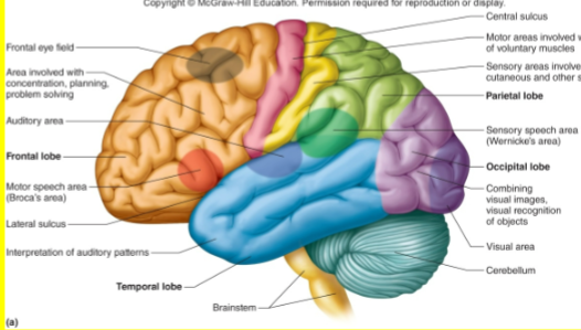 <p>sensory area for taste</p>