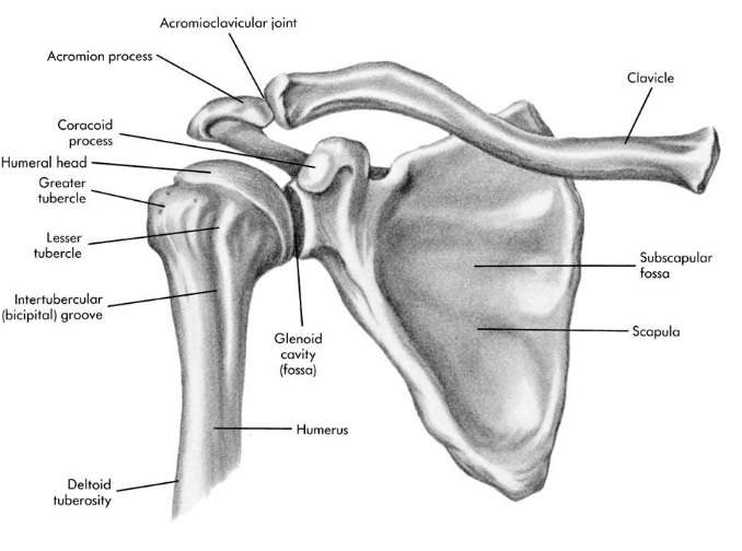 <p>the glenoid fossa is smaller and shallower than the humeral head</p>