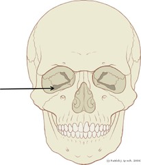 <p>eye</p>