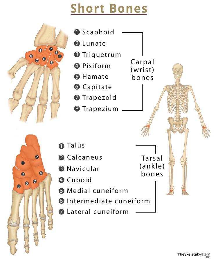 <p>resemble cubes, length and width are equivalent, and mobilize muscle contraction and provide stability </p>