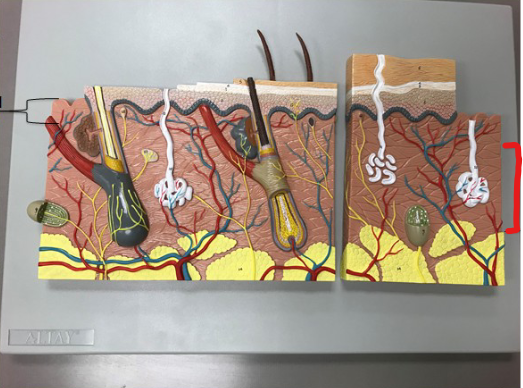 knowt flashcard image