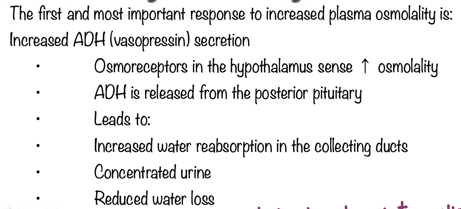 <p>C - The level of ADH will be high.</p>