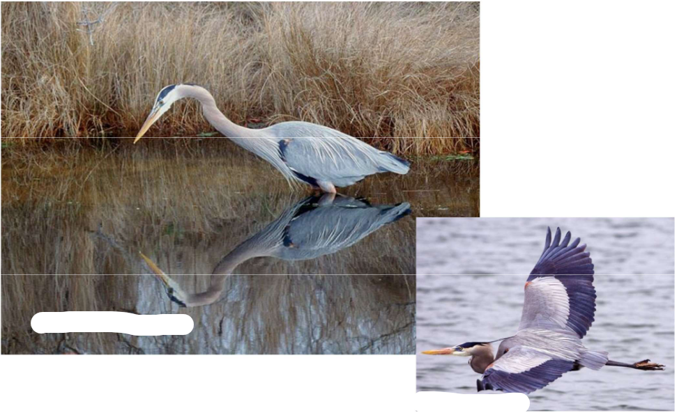 <p>What is the Order, Family, and Common name of this vertebrate?</p>