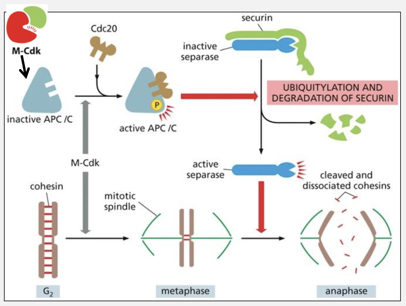<p>Name two downstream targets of Cdc20‑APC/C.</p>