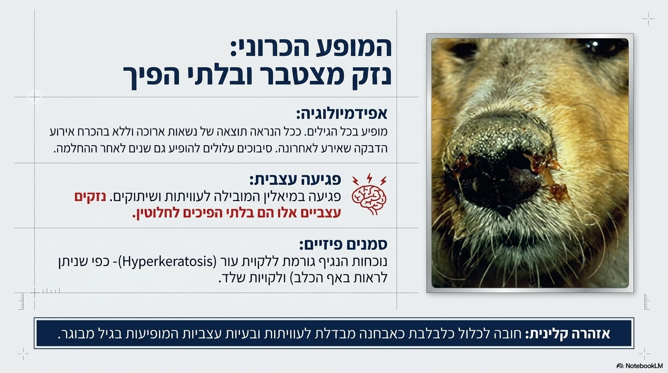 <ul><li><p><strong>גיל ומשך נשאות:</strong> המופע הכרוני יכול להופיע בכל הגילאים. נשאות כרונית היא ככל הנראה תוצאה של הדבקה ארוכת-טווח בגוף, ולא של הדבקה שהתרחשה לאחרונה.</p></li><li><p><strong>נזק עצבי בלתי הפיך:</strong> כאשר ישנה מעורבות של מערכת העצבים, נצפה <strong>נזק קשה למיאלין</strong> (דה-מיאליניישן). הדבר מתבטא בשיתוקים ובעוויתות (ספאזמס) שהם בלתי הפיכים לחלוטין.</p></li><li><p><strong>חשיבות אבחנתית בכלבים מבוגרים:</strong> חובה לכלול כלבלבת כחלק מהאבחנה המבדלת לעוויתות ובעיות עצביות בגיל מבוגר.</p></li><li><p><strong>לקויות שלד ועור (היפרקרטוזיס):</strong> הווירוס מתמקם גם ברקמות השלד והעור. לקות קלאסית לכך מופיעה באיור 3 – התעבות, יובש קשה וסדקים בעור האף (נאזאל היפרקרטוזיס, המכונה ג”ם הארד פד דיזיז").</p></li></ul><p></p>