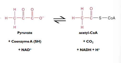 <p>Pyruvate Dehydrogenase (PDH) converts</p><p> pyruvate, Coenzyme A, and NAD+ to</p><p> Acetyl-CoA + CO2  + NADH+ + H+ </p><p></p><p>Irreversible bc it is highly exothermic</p>