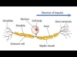 <p>carries impulse from receptor to relay neurone</p>