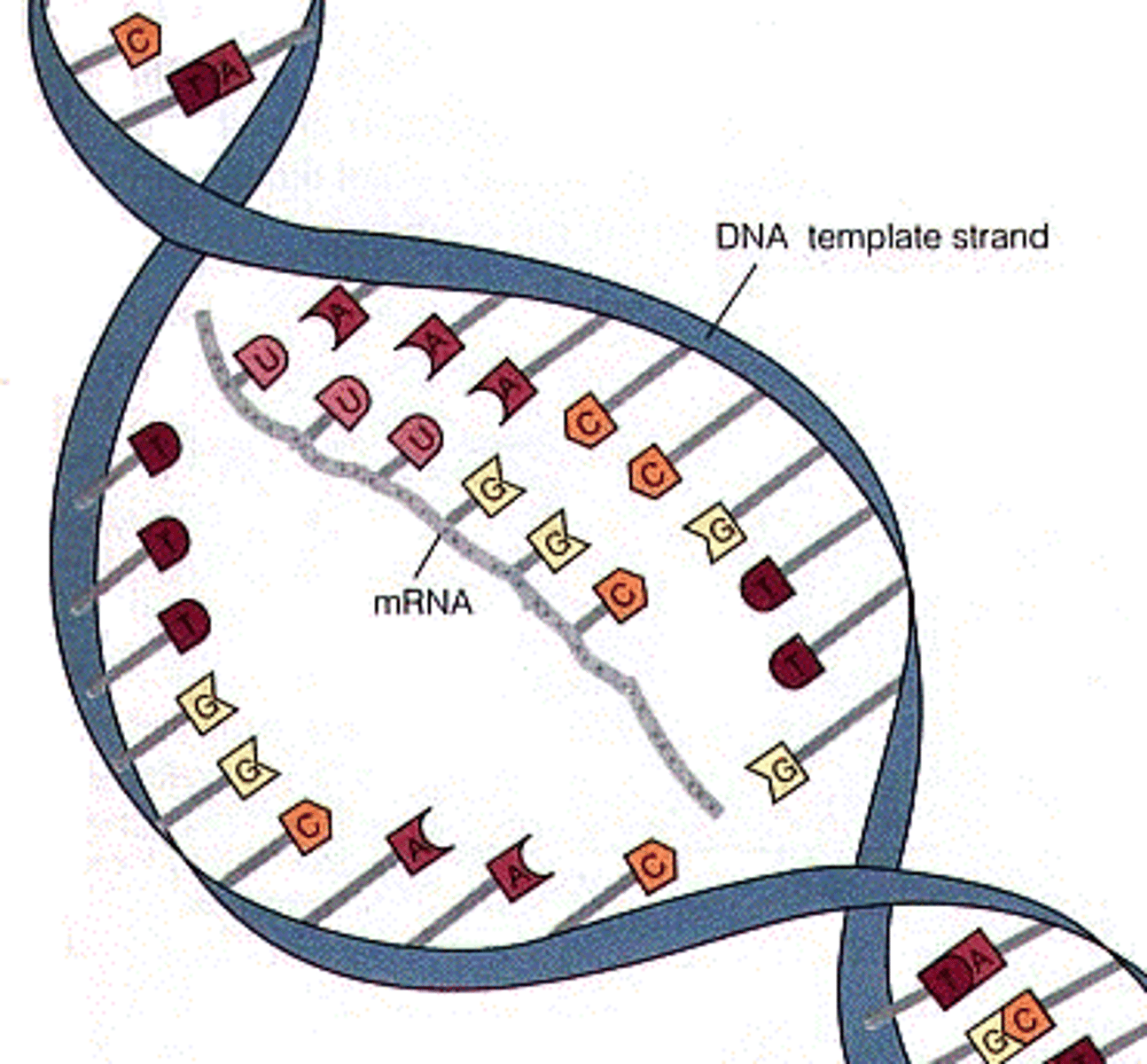 <p>It carries the genetic code out of the nucleus of the cell.</p>