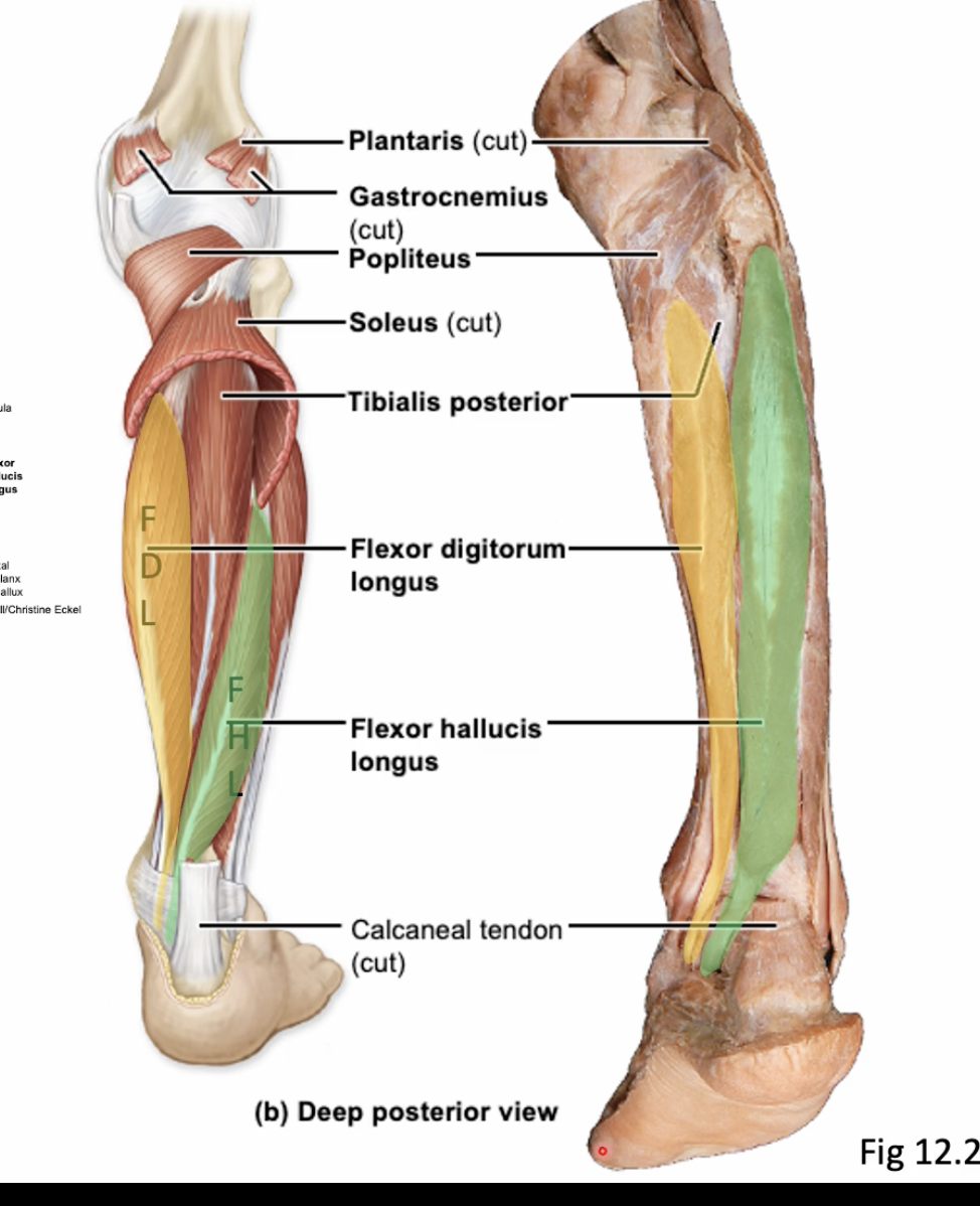 <p>Tibialis Posterior</p>